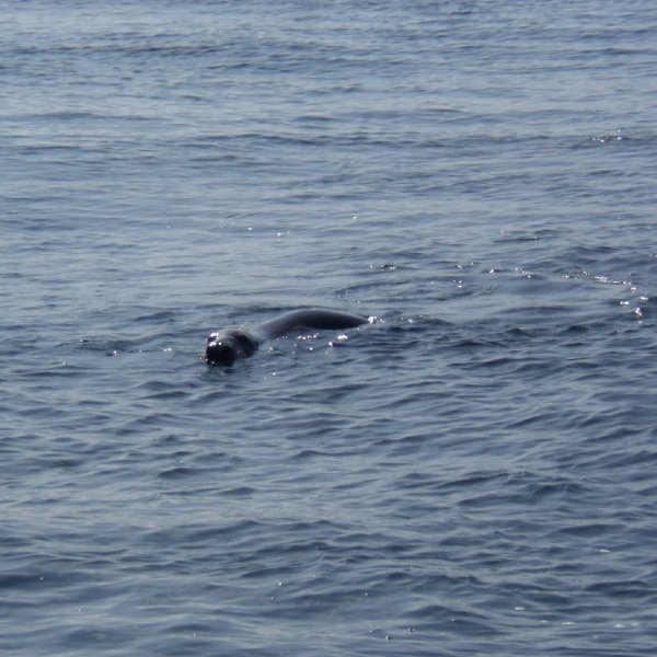 Seal, Calf Sound