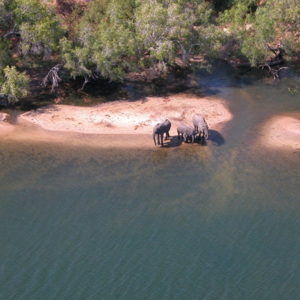 Some elephants at the Zambeszi riverbank