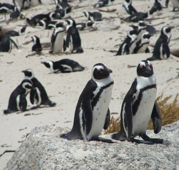 African Penguins at Boulders Beach, Simon's Town