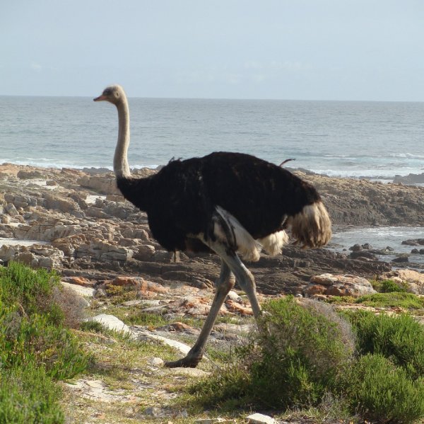 Ostrich, Cape Point