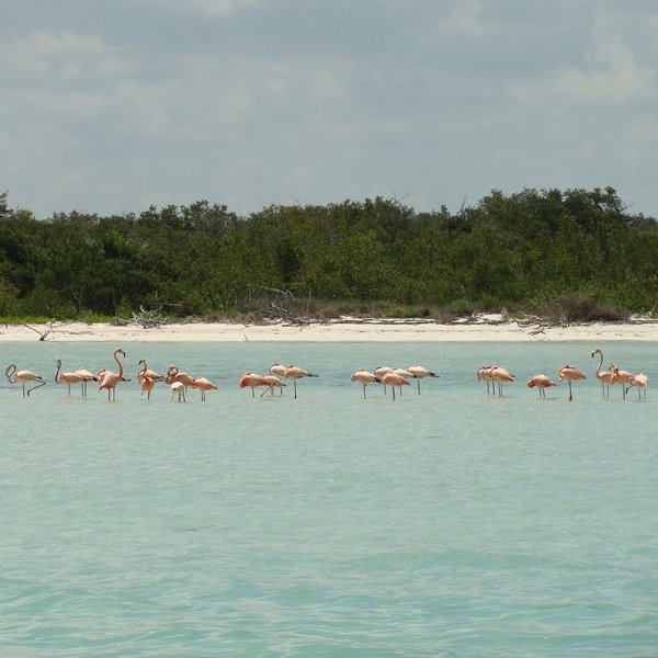 Flamingoes off the coast