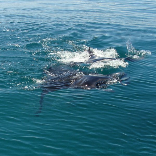 Whale Shark and Manta Ray