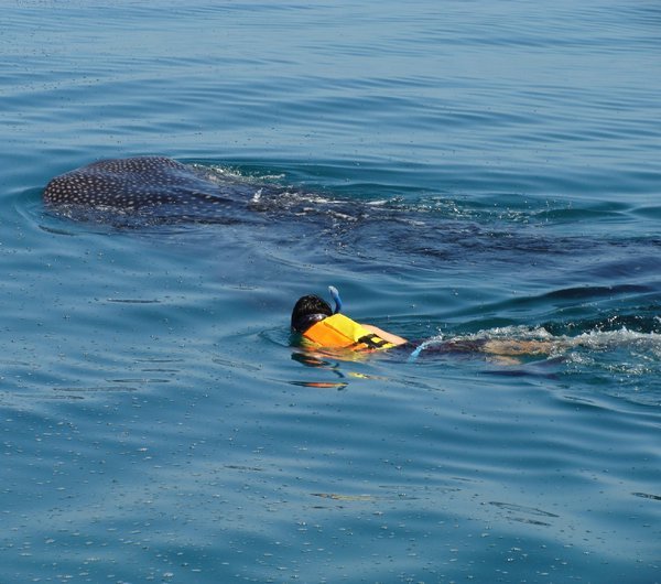 Snorkelling with a whale shark