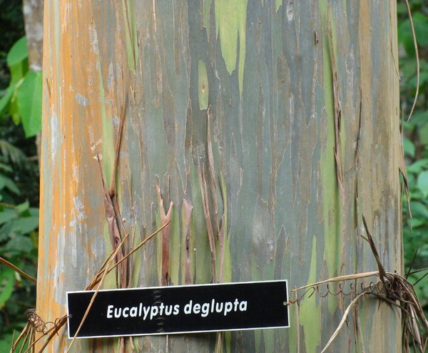 Eucalyptus tree, FRIM