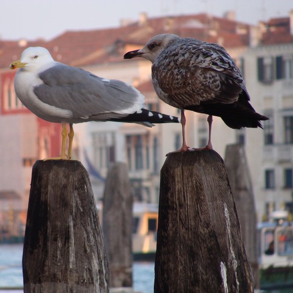 Early birds at the Grand Canal