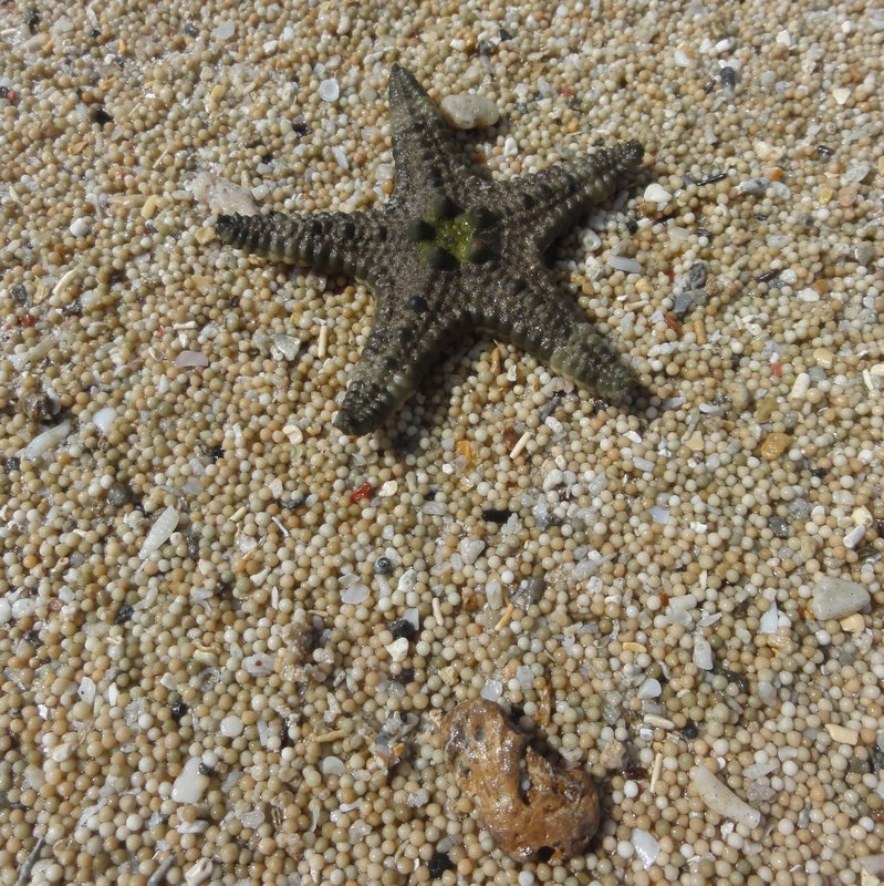 Starfish at Nusa Doa beach