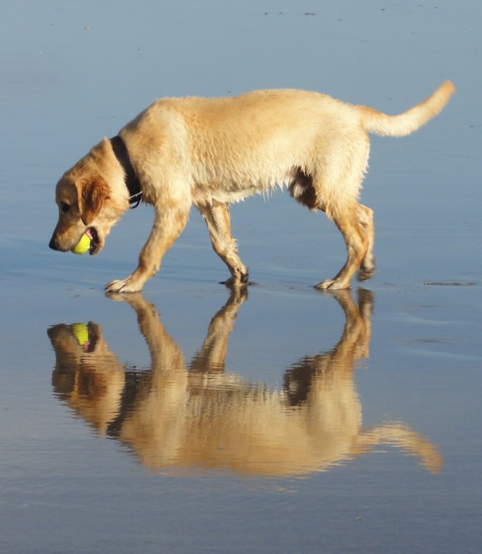 Dog at Seminyak beach