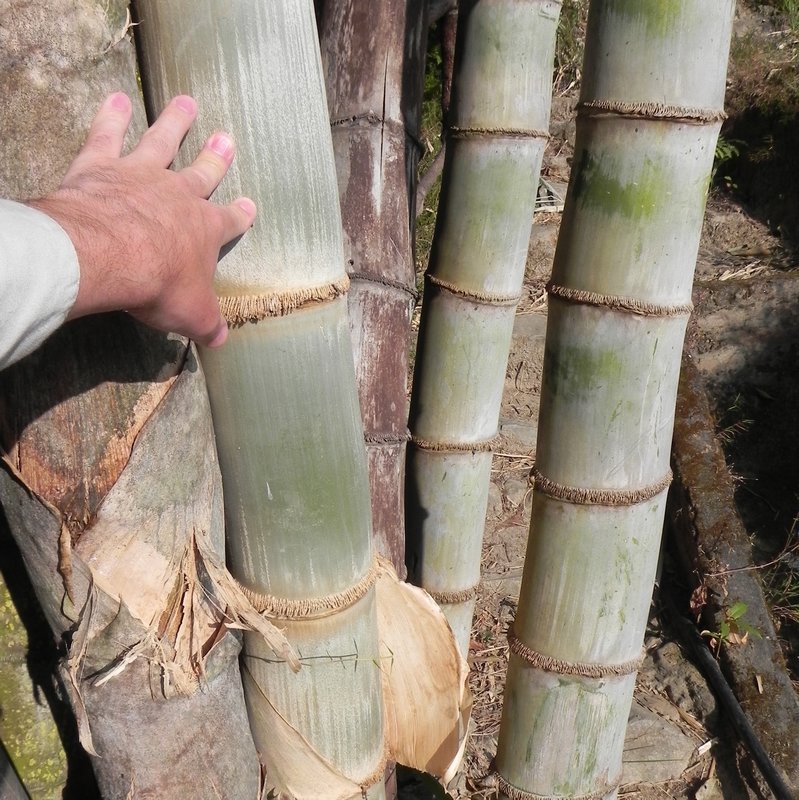 Wild bamboo, Dhulikhel