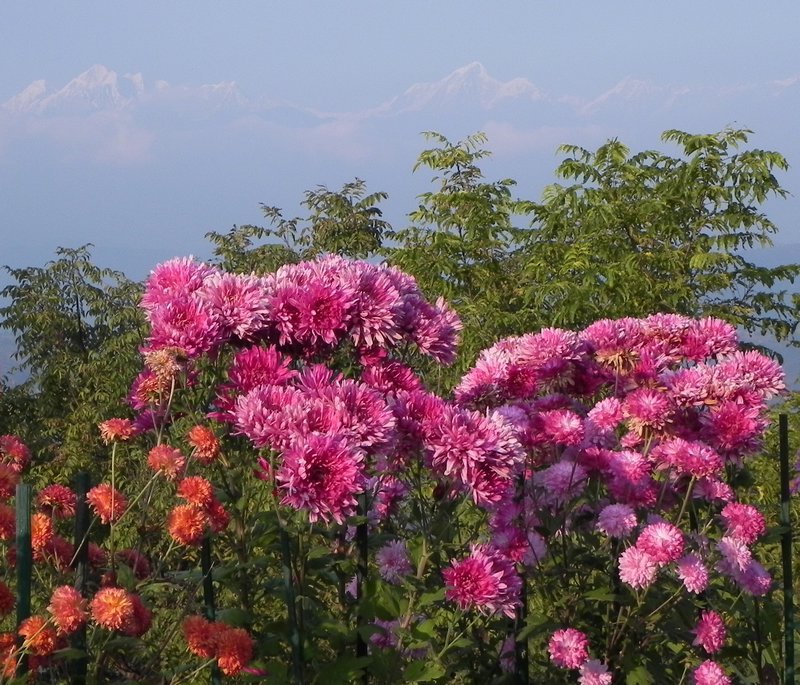 Flowers and mountains