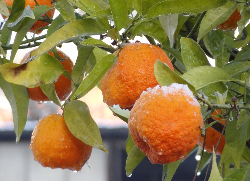 Frozen oranges