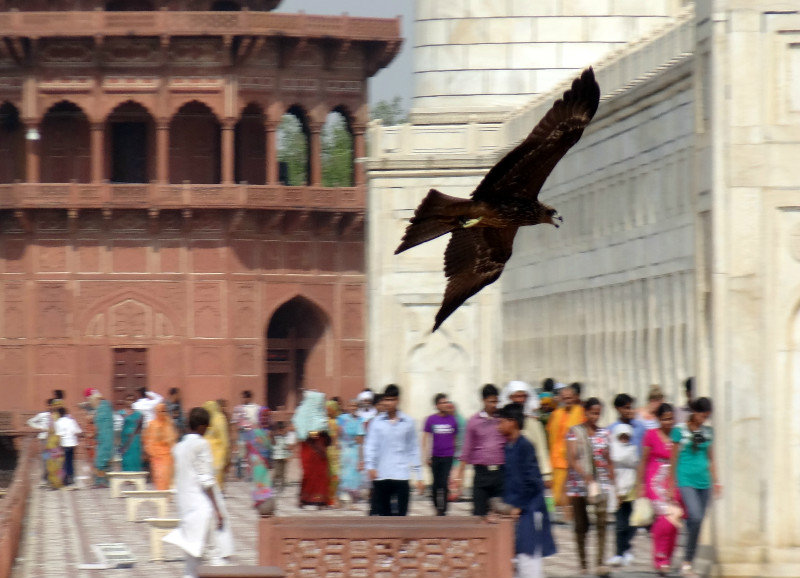 Bird of prey at the Taj Mahal