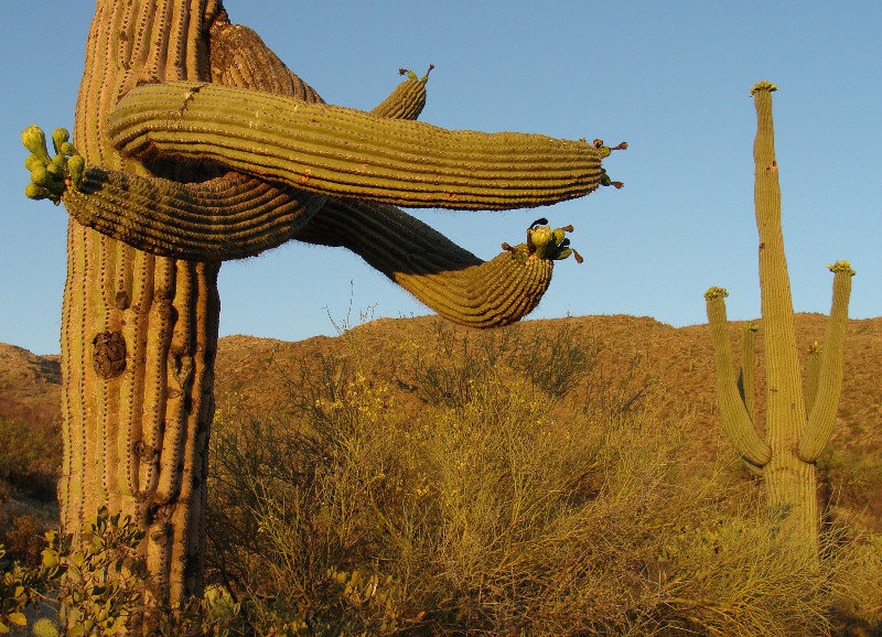 Saguaro near Tucson, AZ