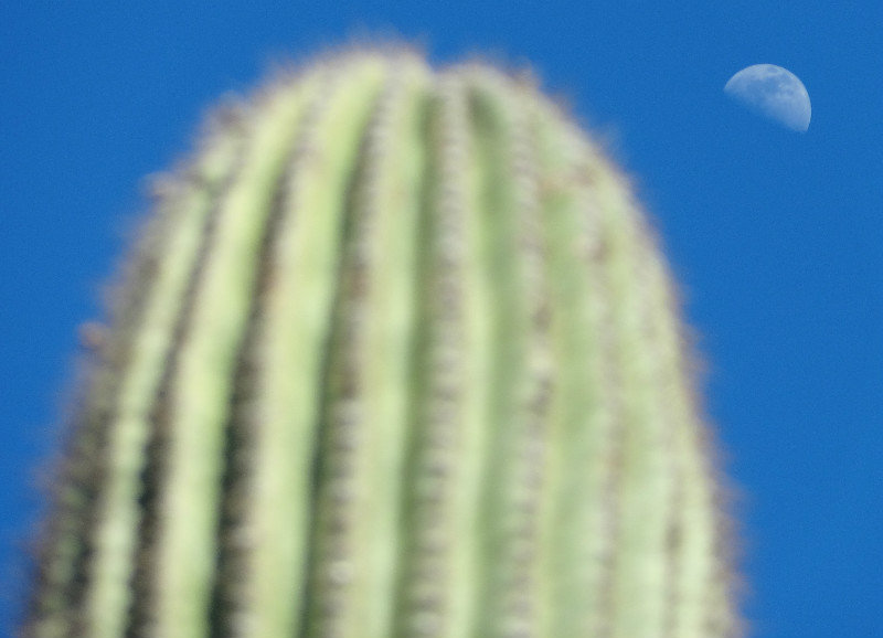 Cactus and moon