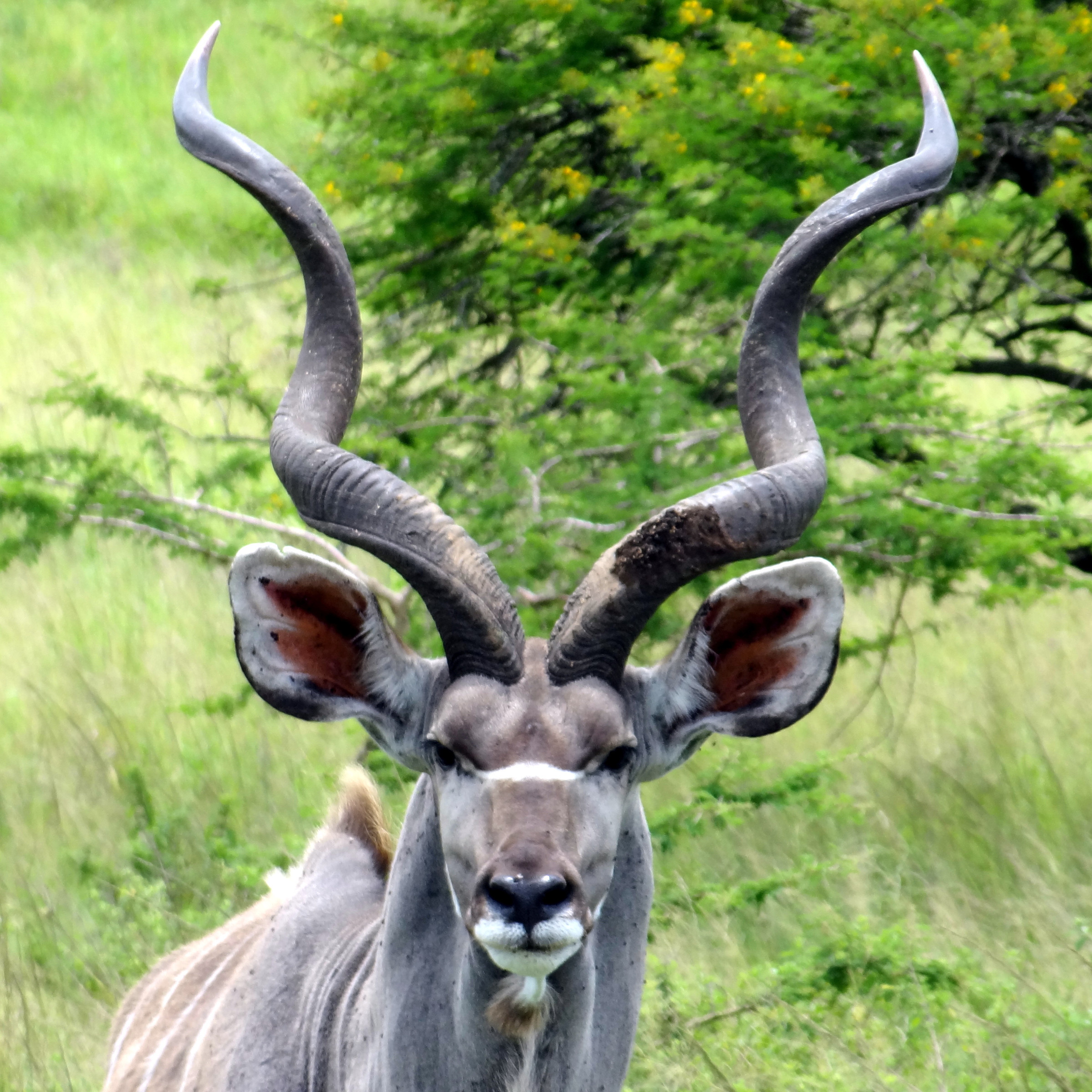 Greater kudu | Photo