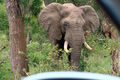 Elephant bull seen from the car