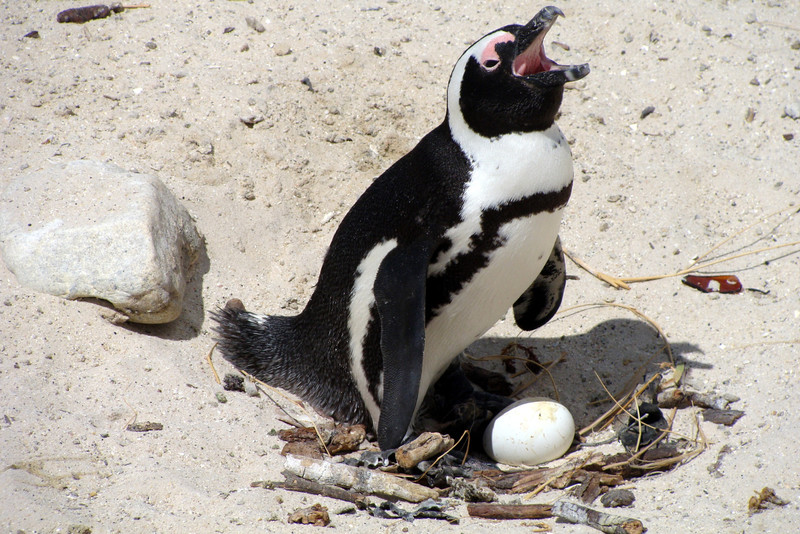 Penguin guarding a nest