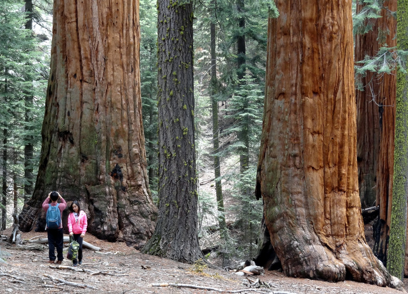 Visitors admiring Giant Sequoia Trees