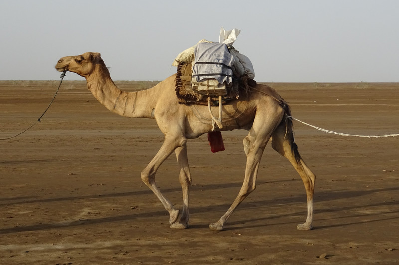Camel carrying salt blocks