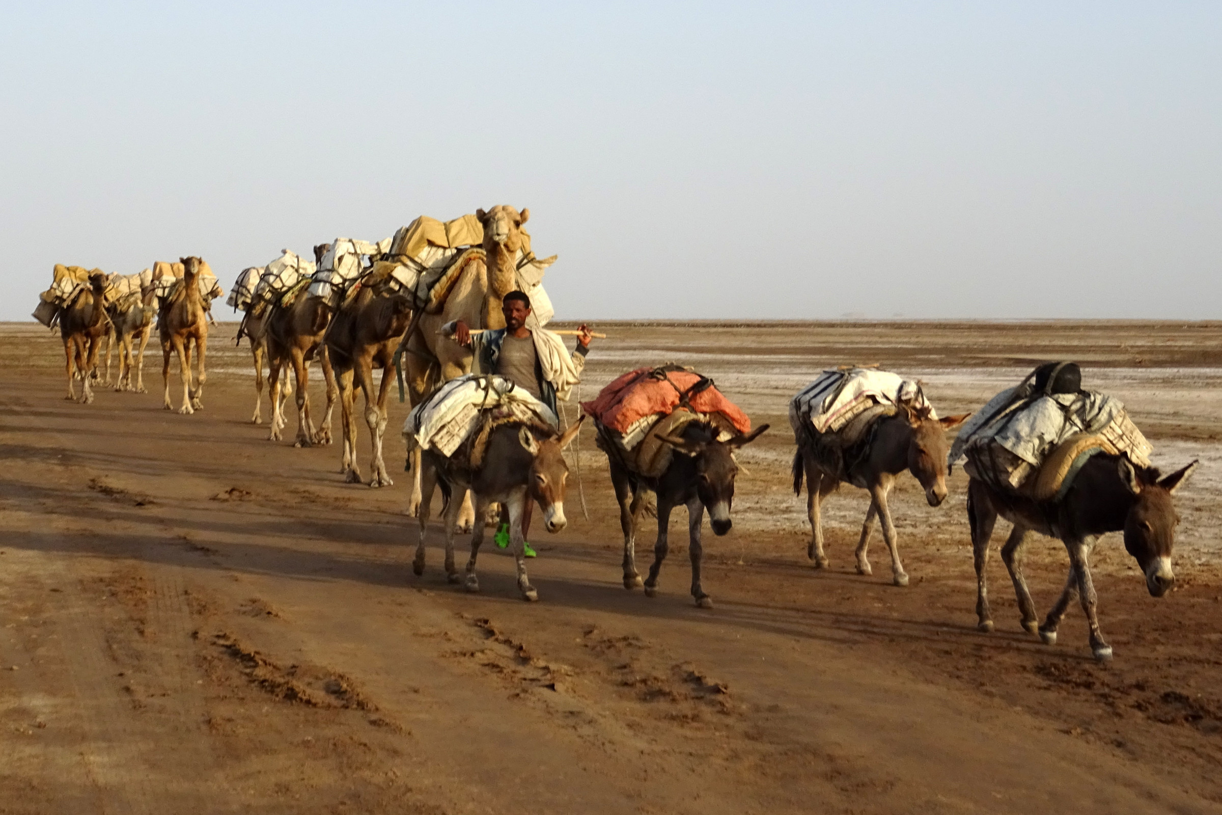 camel-train-photo