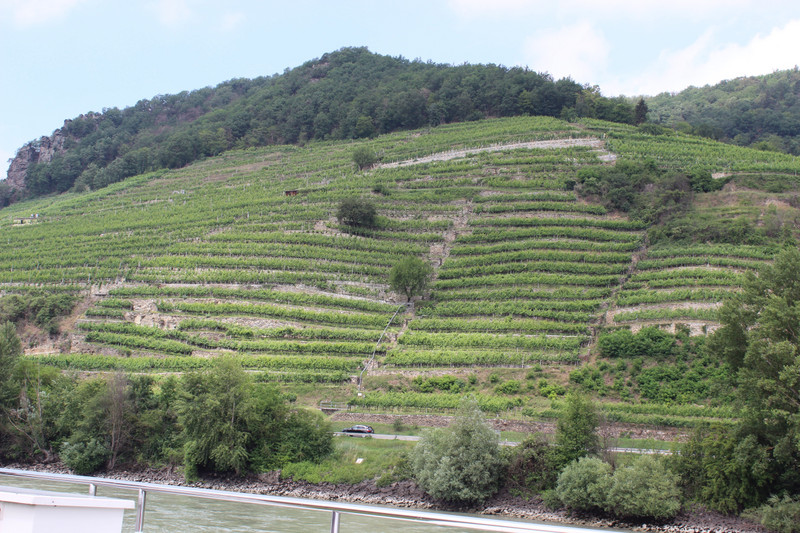 Terraced fields along the Wachau Valley