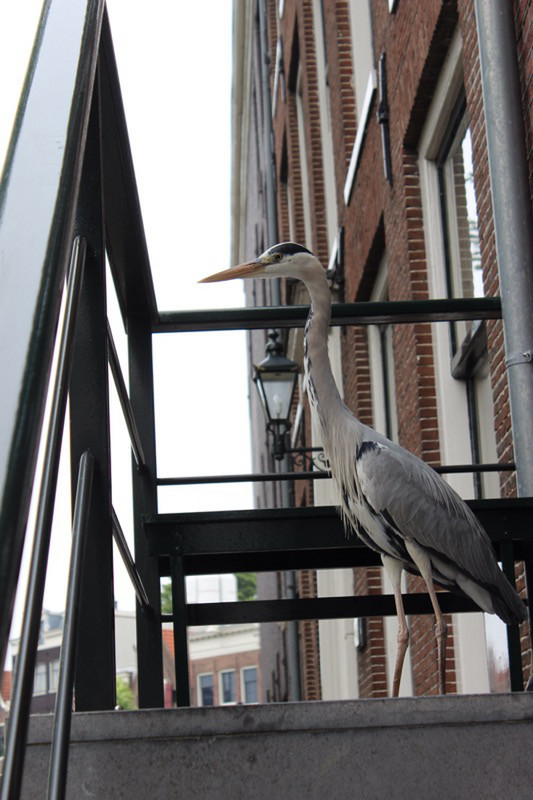 Heron on a porch 