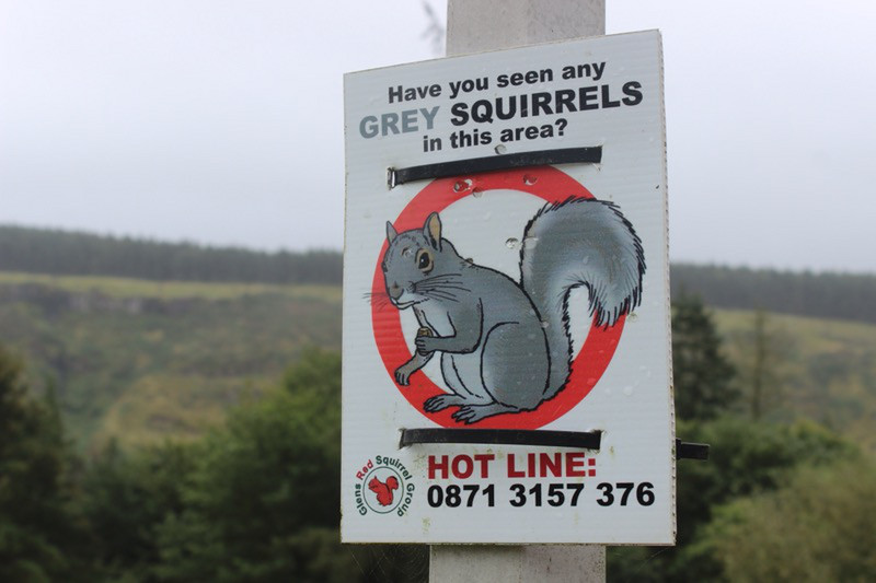 Grey Squirrel hotline
