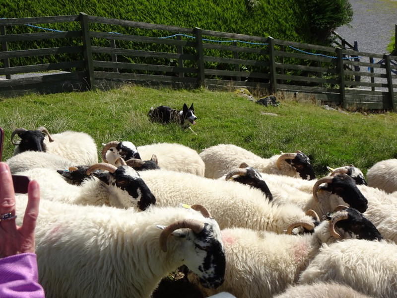 Kissane Sheep Farm: Kate brings them home