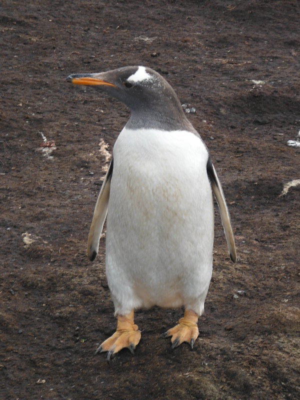 Gentoo penguin posing, Falklands