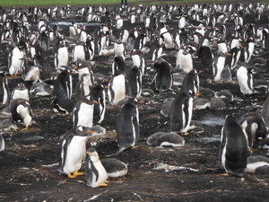 Gentoo penguin rookery, Falklands