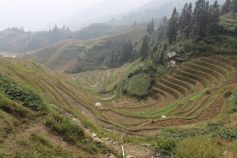 Rice paddies, Longshen, China