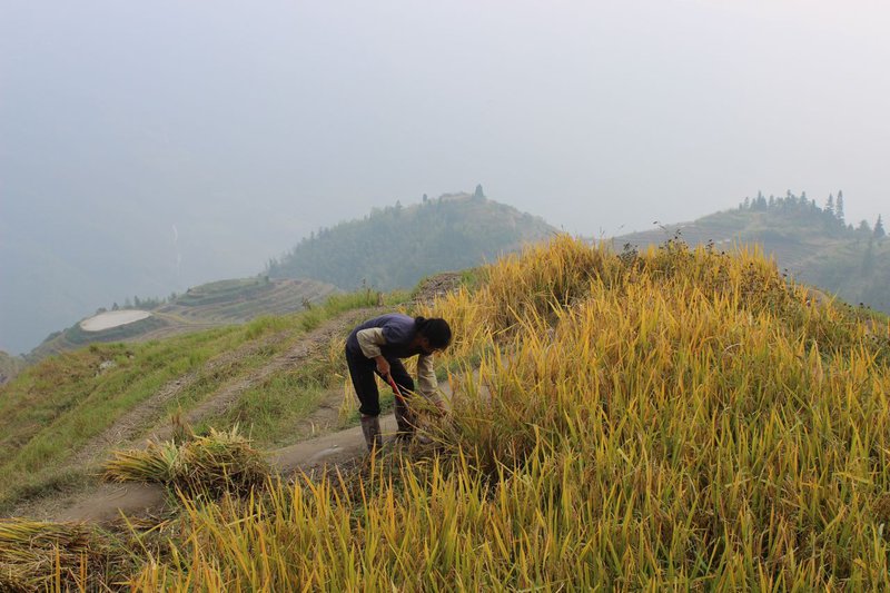 Harvesting rice, Longshen, China
