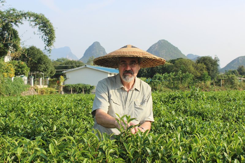 Local farmer picking tea, near Guilin, China