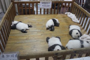 Baby pandas, Chengdu, China