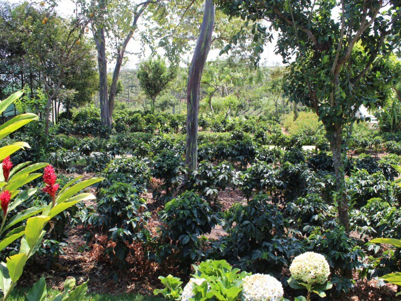 Coffee growing, Doka Estates, Costa Rica