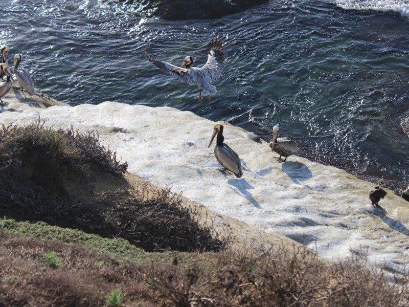 Pelicans at La Jolla Beach, San Diego CA