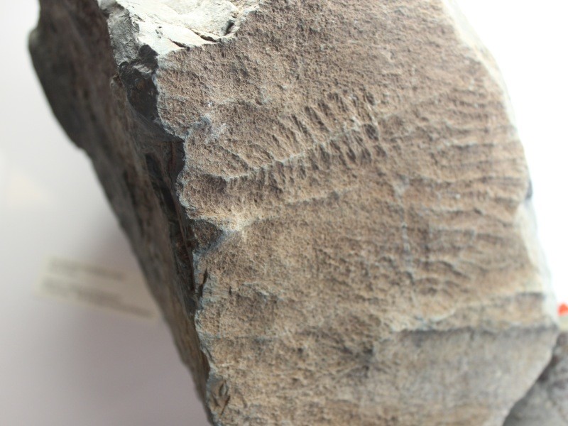 565 million year old fossil from Mistaken Point NFLD