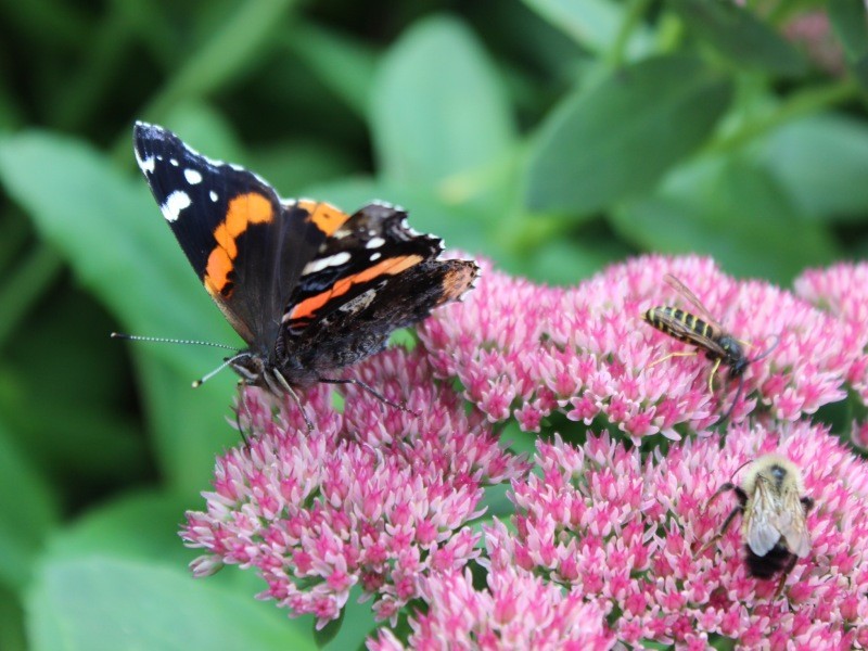 Three insects share a sedum bloom. Butterfly is a Red Admiral.
