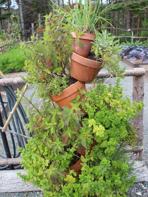 An innovative way to grow your herbs. A piece of rebar is threaded through the drainage holes.