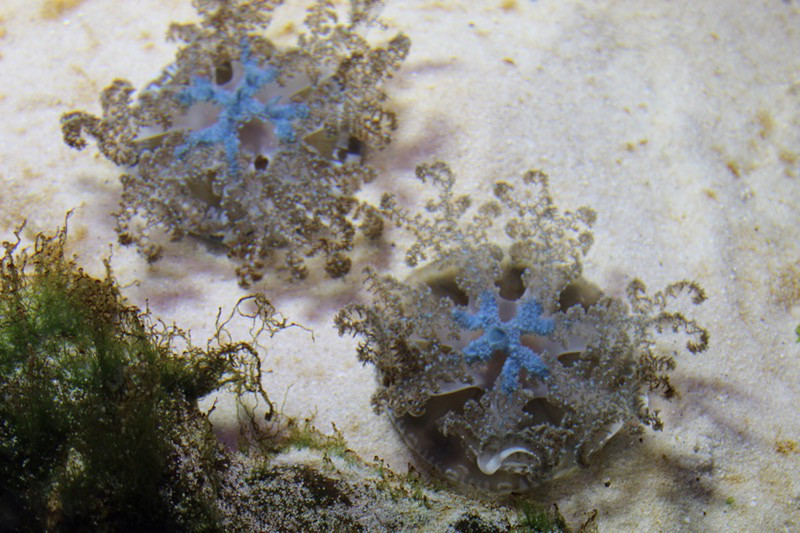 Upside-Down Jelly Fish, Two Oceans Aquarium