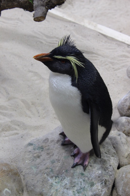 Rockhopper Penguin, Two Oceans Aquarium