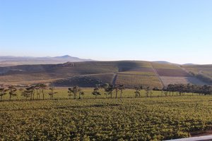 Durbanville Hills vineyards 