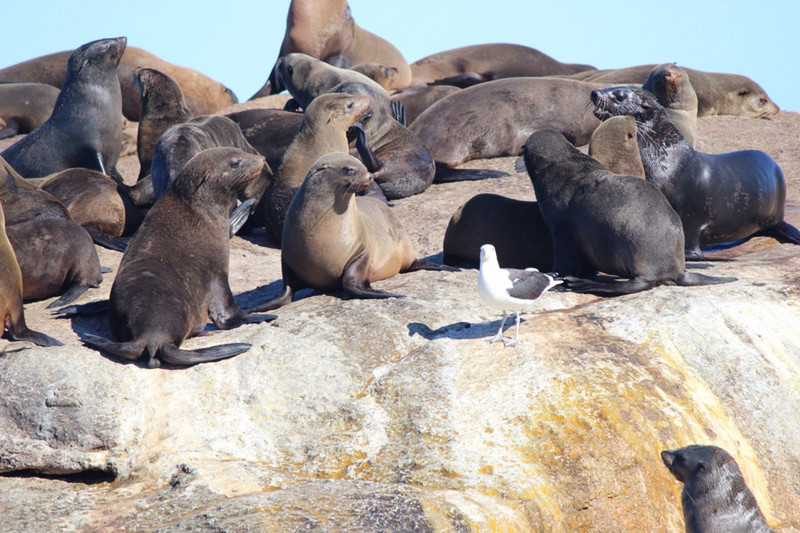 Residents of Seal Island