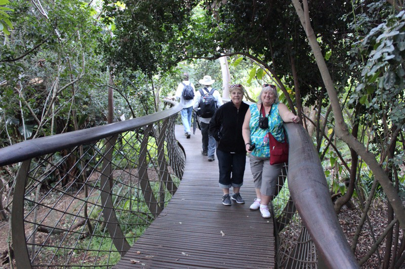 Canopy walk, Kirstenbosch Botanical Gardens
