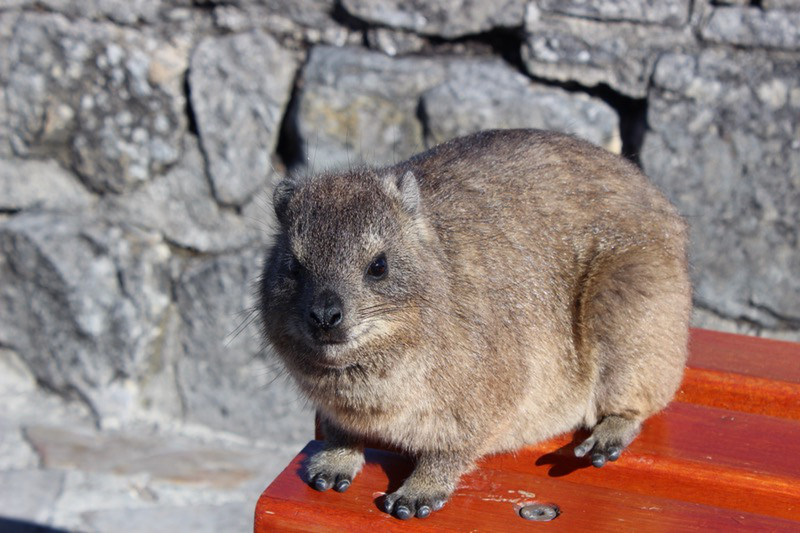 Dassie at top of Table Mountain