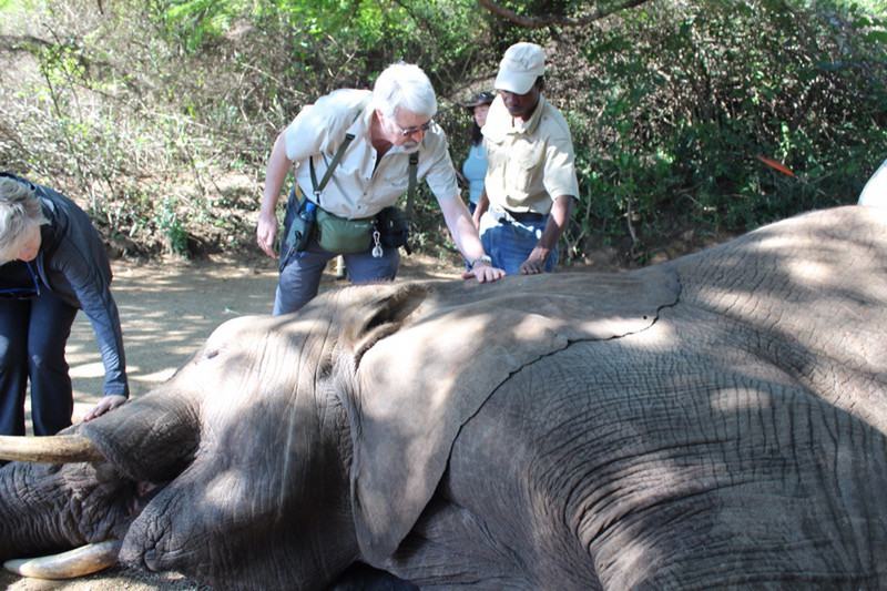 Petting an elephant at Elephant Whispers