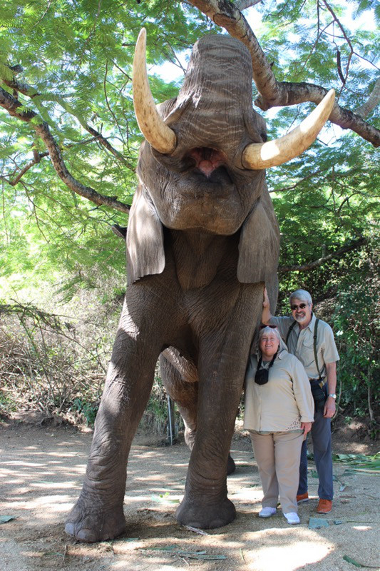 Tambo, the largest living being I have ever met