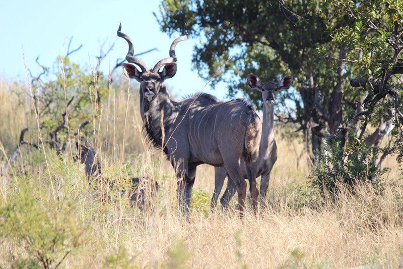 Kudu and calf