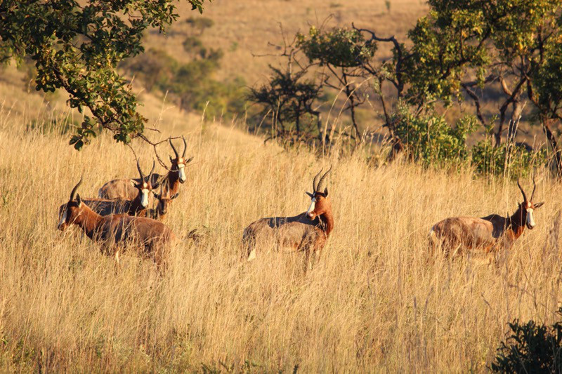 Herd of blesbok 