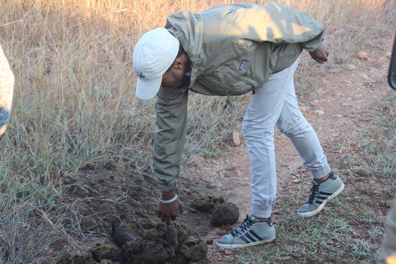 Jo-Jo inspects rhino droppings