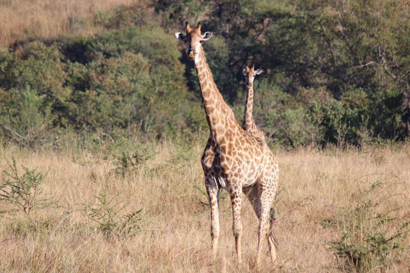 Giraffe and her calf